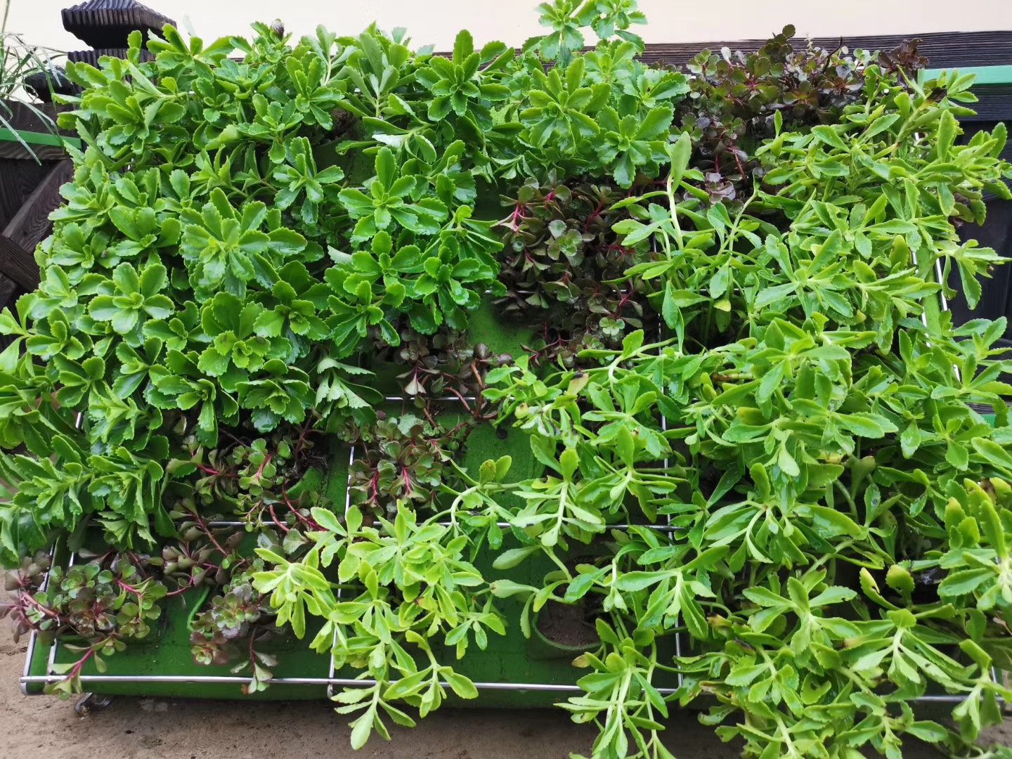 園藝綠化案例 (1)