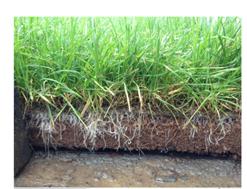 生態(tài)磚(圖5)